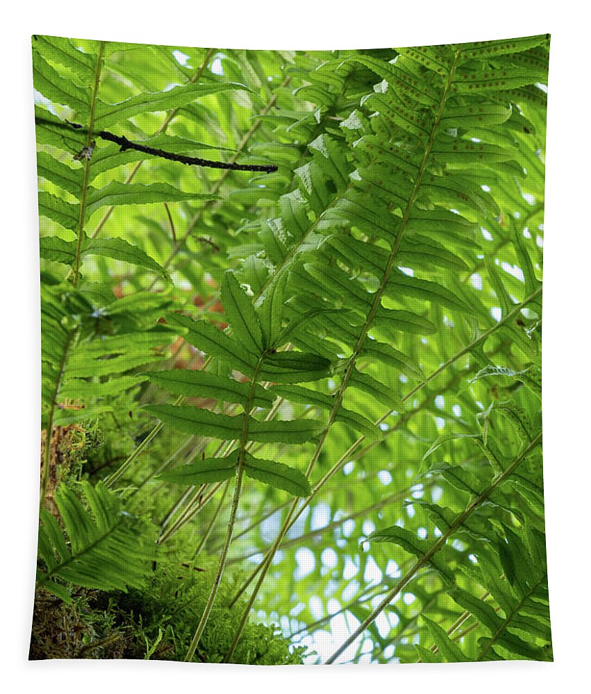 Ferns Tapestry featuring the photograph Ferns on a Tree by Catherine Avilez