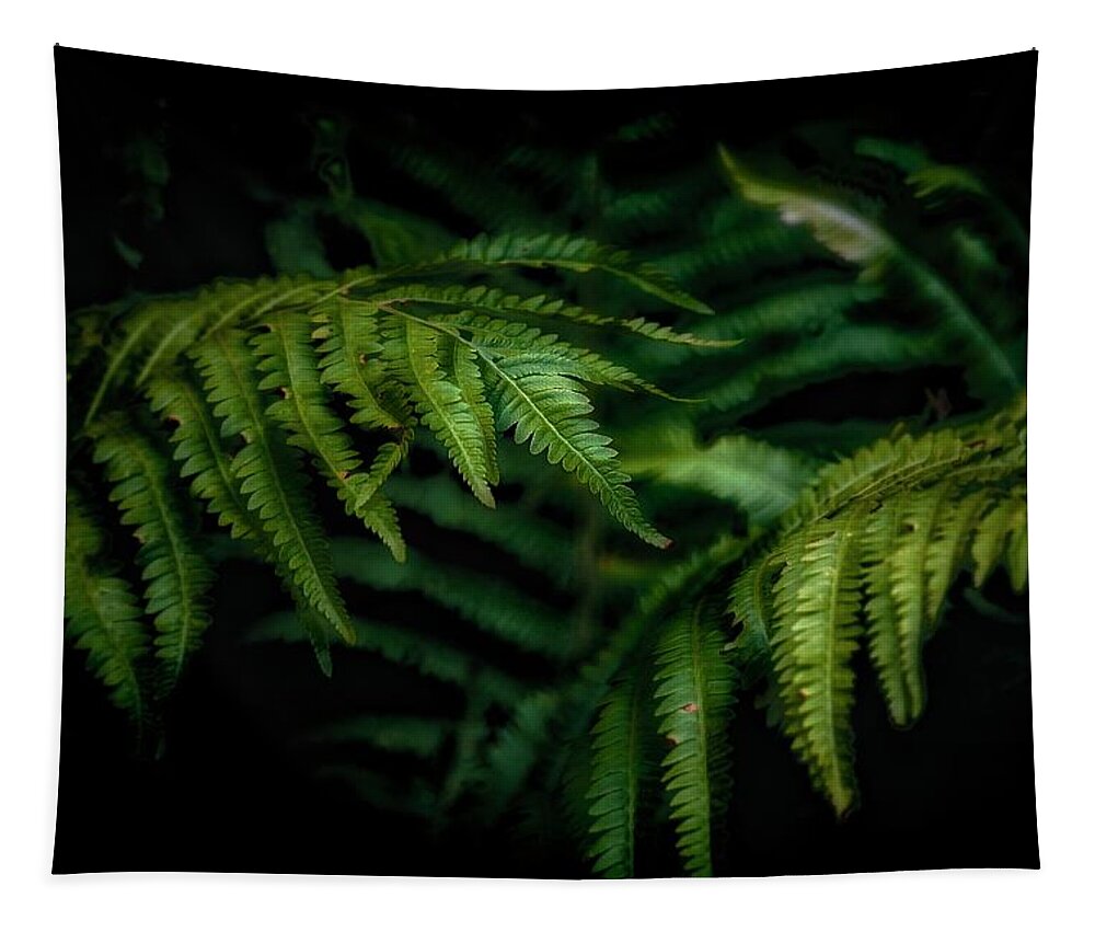 Ferns Tapestry featuring the photograph Ferns by RicharD Murphy