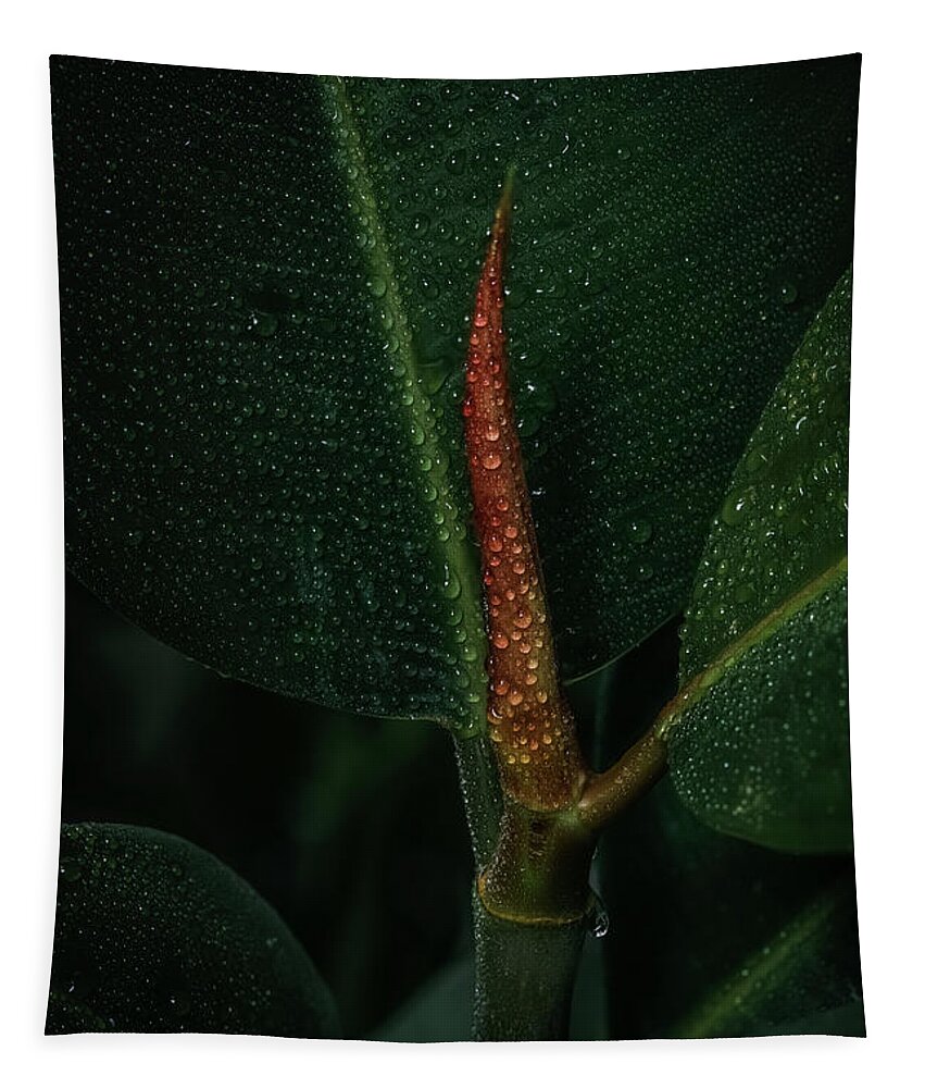 Decoration Tapestry featuring the photograph Ficus elastica, Indian Rubber houseplant by Benoit Bruchez
