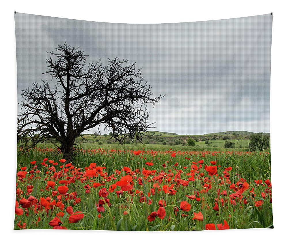 Poppy Anemone Tapestry featuring the photograph Field full of red beautiful poppy anemone flowers and a lonely dry tree. Spring time, spring landscape Cyprus. by Michalakis Ppalis