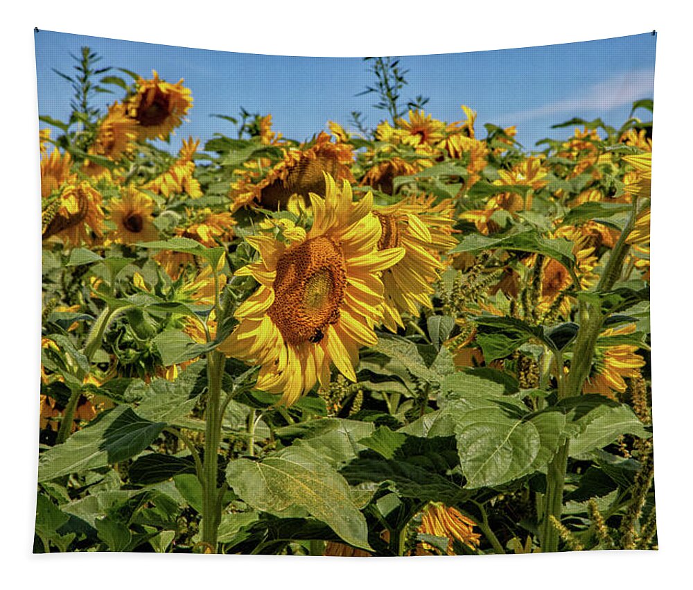 Sunflower Tapestry featuring the photograph Field Of Sun by Rory Siegel