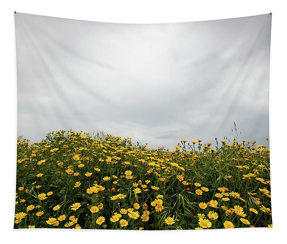 Spring Tapestry featuring the photograph Field with yellow marguerite daisy blooming flowers against cloudy sky. Spring landscape nature background by Michalakis Ppalis