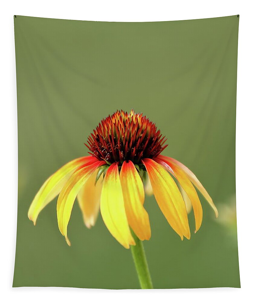 Coneflower Tapestry featuring the photograph Fiesta Coneflower by Lens Art Photography By Larry Trager