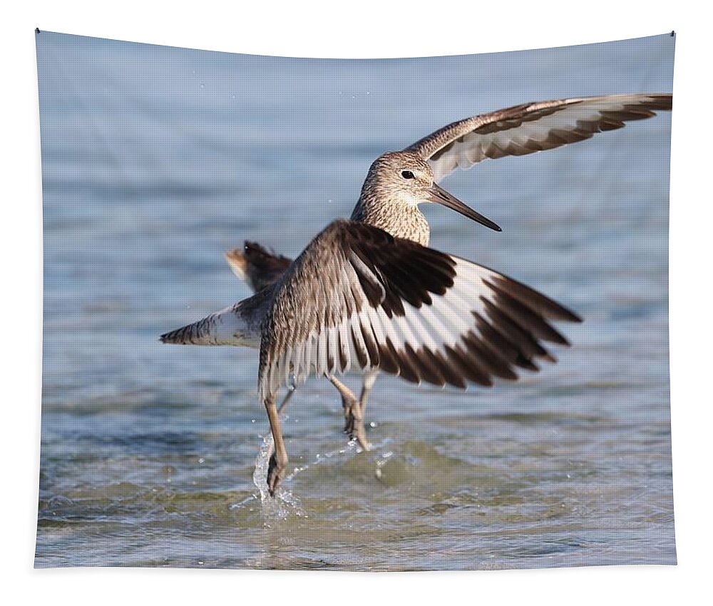 Willet Tapestry featuring the photograph Fight between Two Willets by Mingming Jiang