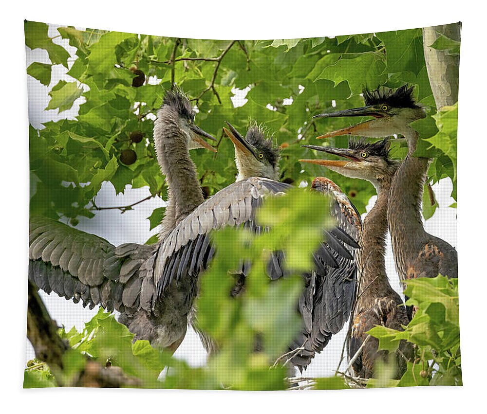Bird Tapestry featuring the photograph Fight Night by Gina Fitzhugh