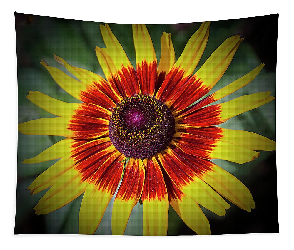 Indian Blanket Tapestry featuring the photograph Firewheel by Bill Barber