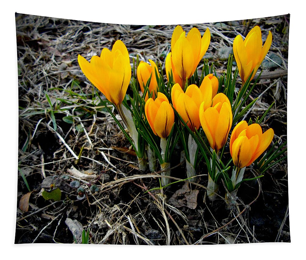 Crocus Blooms. Spring Tapestry featuring the photograph First Colors of Spring by Frank J Casella