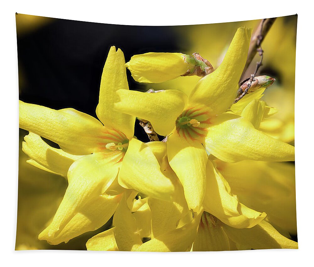 Forsythia Tapestry featuring the photograph First Forsythia by Steven Nelson