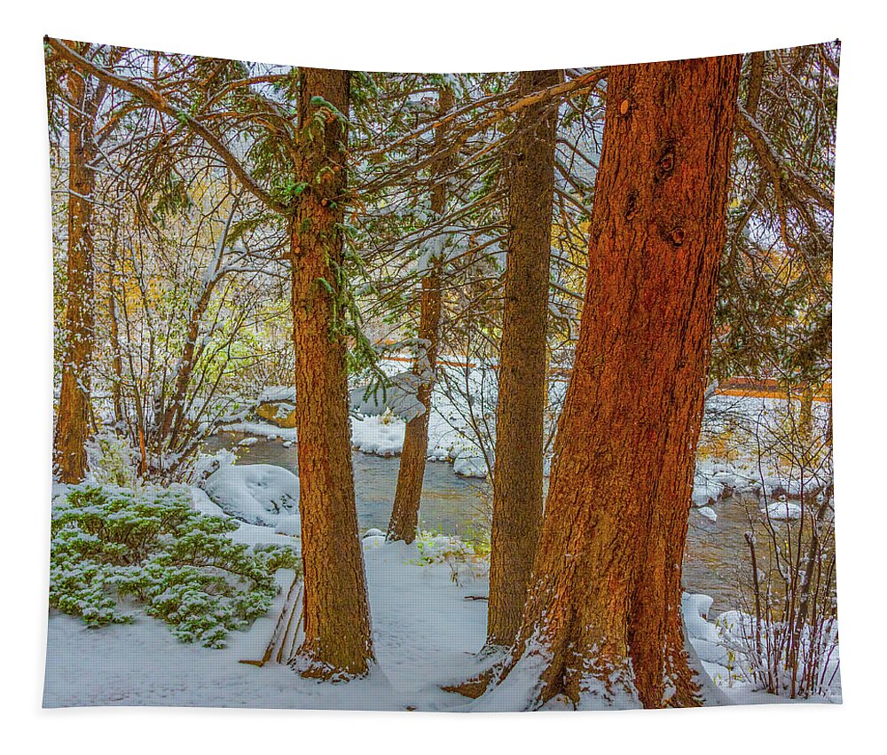 Calm Tapestry featuring the photograph Pine Trees in Snow by Tom Potter