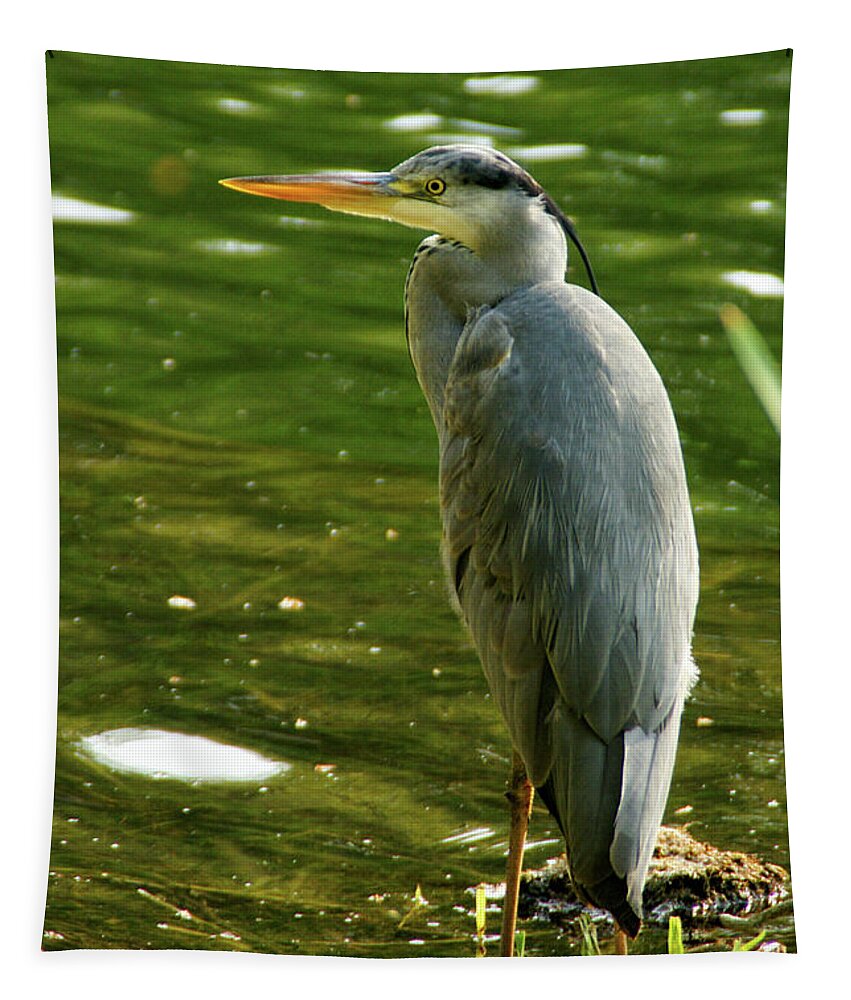 Heron Tapestry featuring the photograph Fishing For Breakfast by Brandy Herren