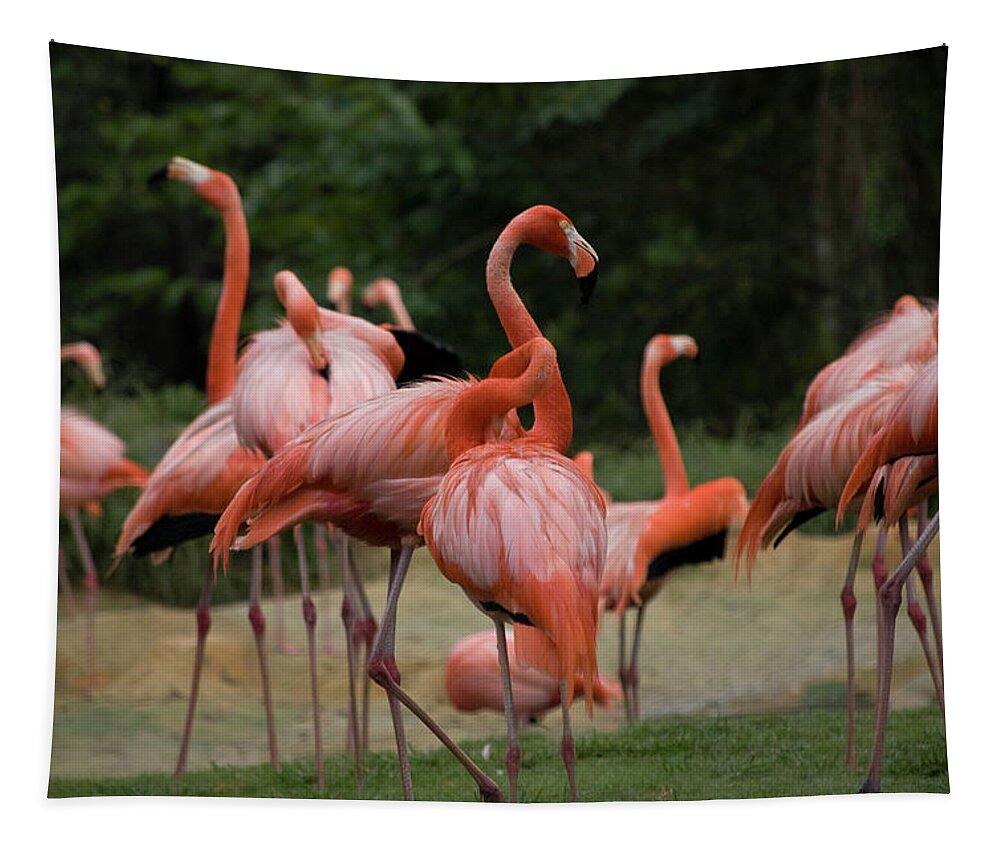Flamingoes Tapestry featuring the photograph Flamingoes by Matthew Nelson