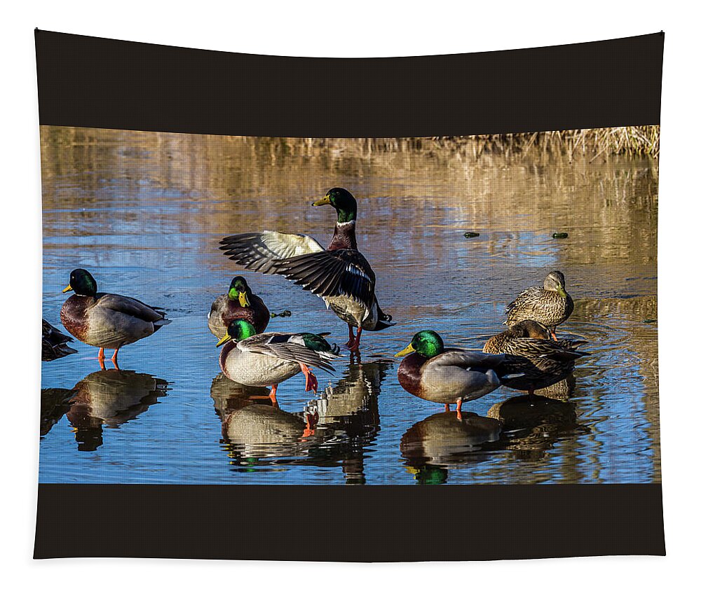 Birds Tapestry featuring the photograph Flaping Our Wings - Mallard Ducks by Louis Dallara