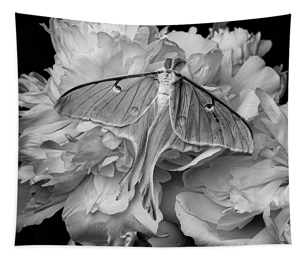 Moth Tapestry featuring the photograph Flight of the Luna Moth by Edward Fielding