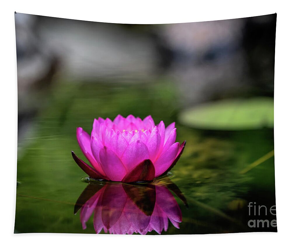 Flower Tapestry featuring the photograph Floating Pink by Ed Taylor