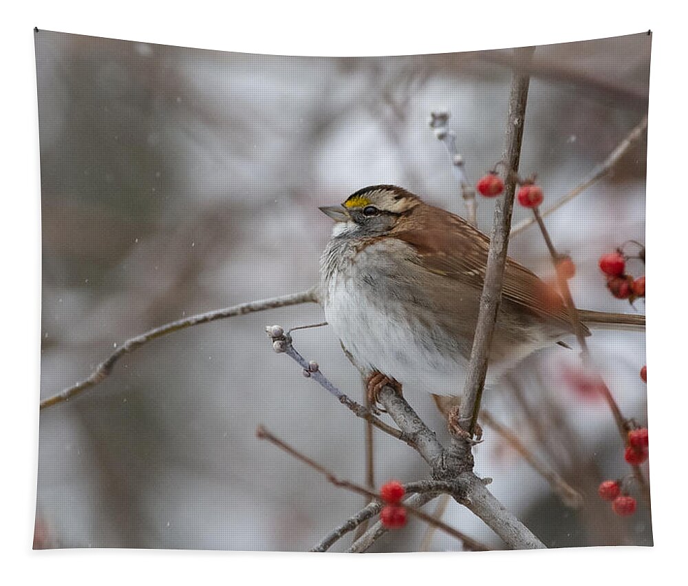 Bird Tapestry featuring the photograph Floofy Sparrow by Linda Bonaccorsi