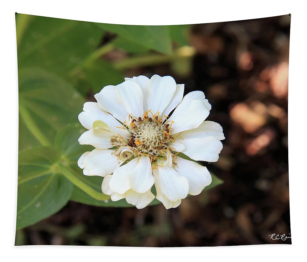 Florida Tapestry featuring the photograph Florida Flowers - Naples Common Zinnia by Ronald Reid