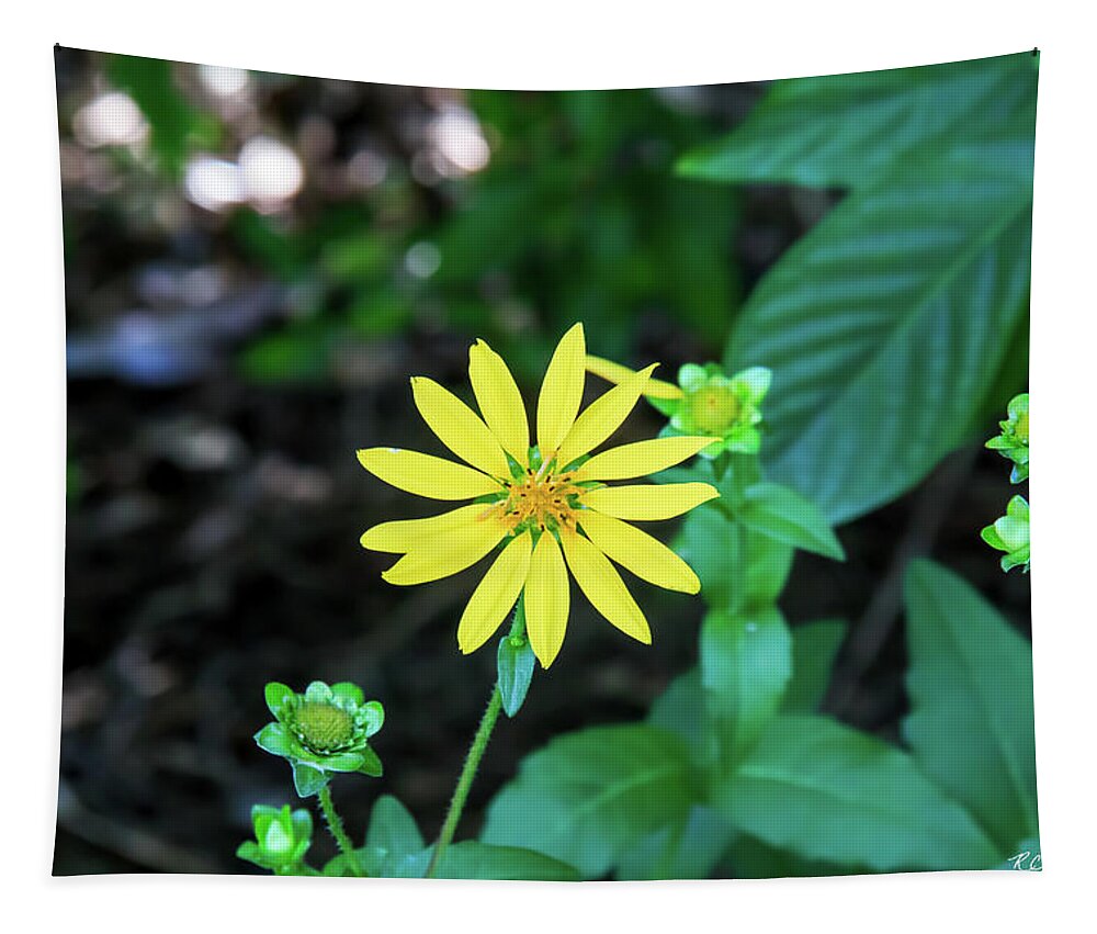 Florida Tapestry featuring the photograph Florida Flowers - Naples Starry Rosinweed by Ronald Reid