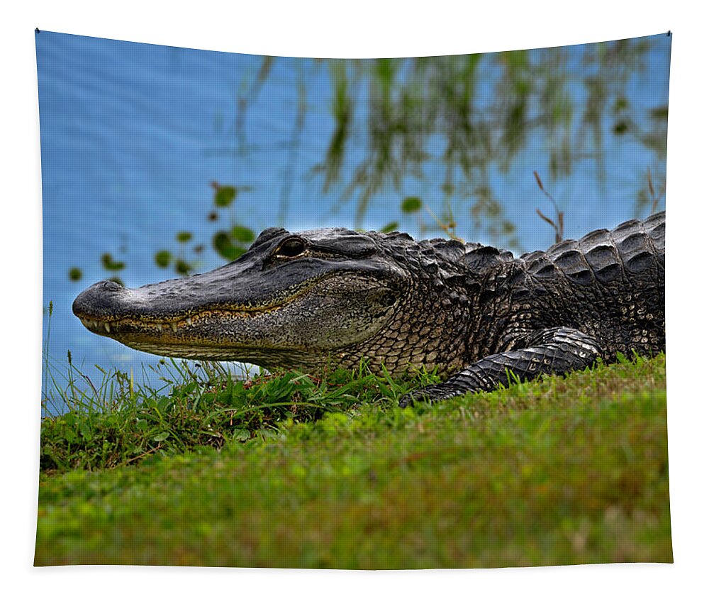 Aligator Tapestry featuring the photograph Florida Gator 3 by Larry Marshall