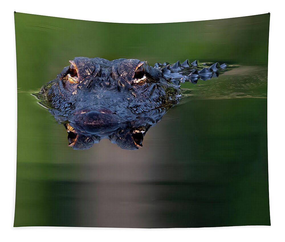 Aligator Tapestry featuring the photograph Florida Gator 5 by Larry Marshall