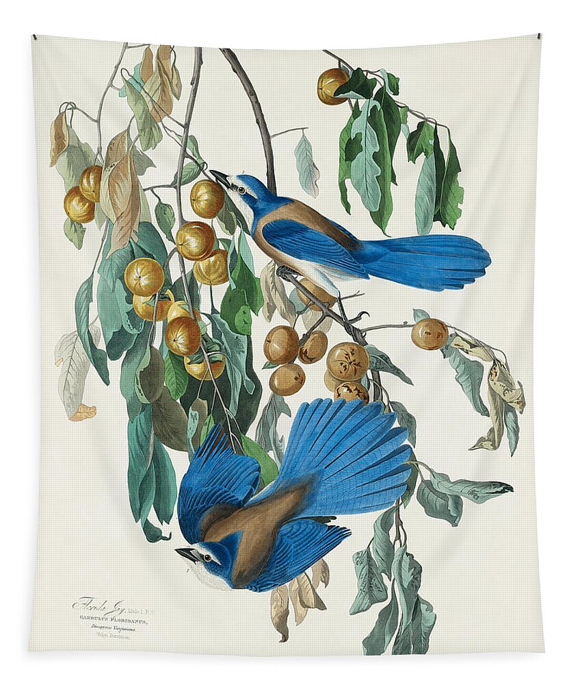 Floriday Jay Tapestry featuring the mixed media Florida Jay. John James Audubon by World Art Collective