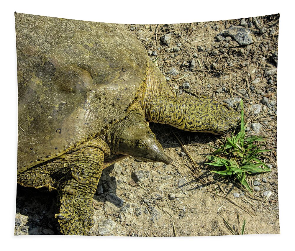 Apalone Ferox Tapestry featuring the photograph Florida Soft Shell Turtle by Kathy Clark