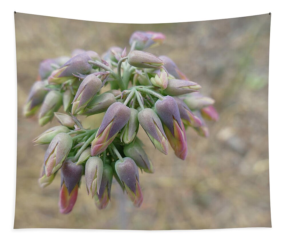 Flowers Tapestry featuring the photograph Flower Buds In Pastels by Maryse Jansen