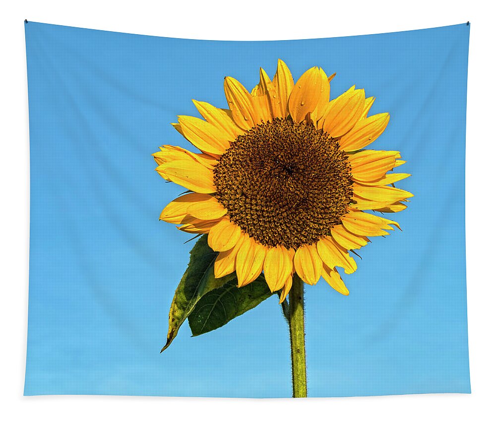 Sunflowers Tapestry featuring the photograph Flower For A Lady by Angelo Marcialis