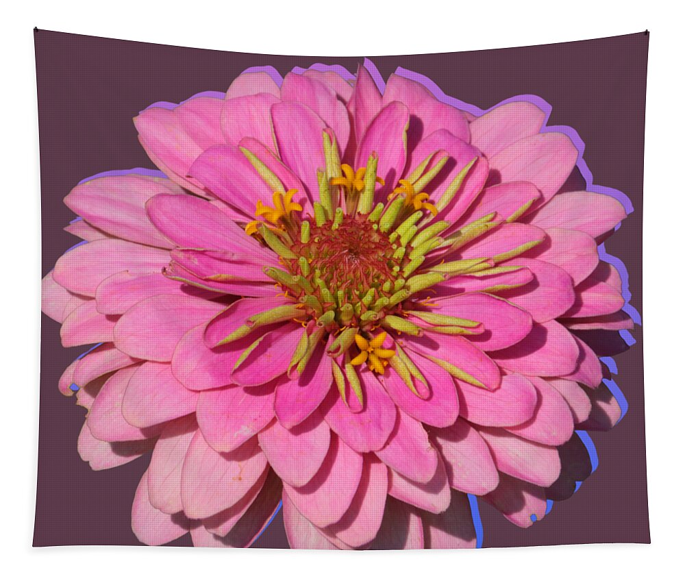 Pink Zinnia Tapestry featuring the photograph Flower Power - Pink Zinnia by Carol Groenen
