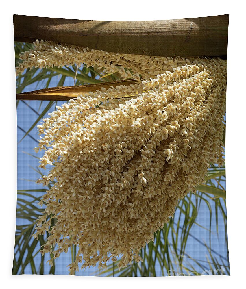 Date Palm Tapestry featuring the photograph Flowering date palm and blue sky by Adriana Mueller