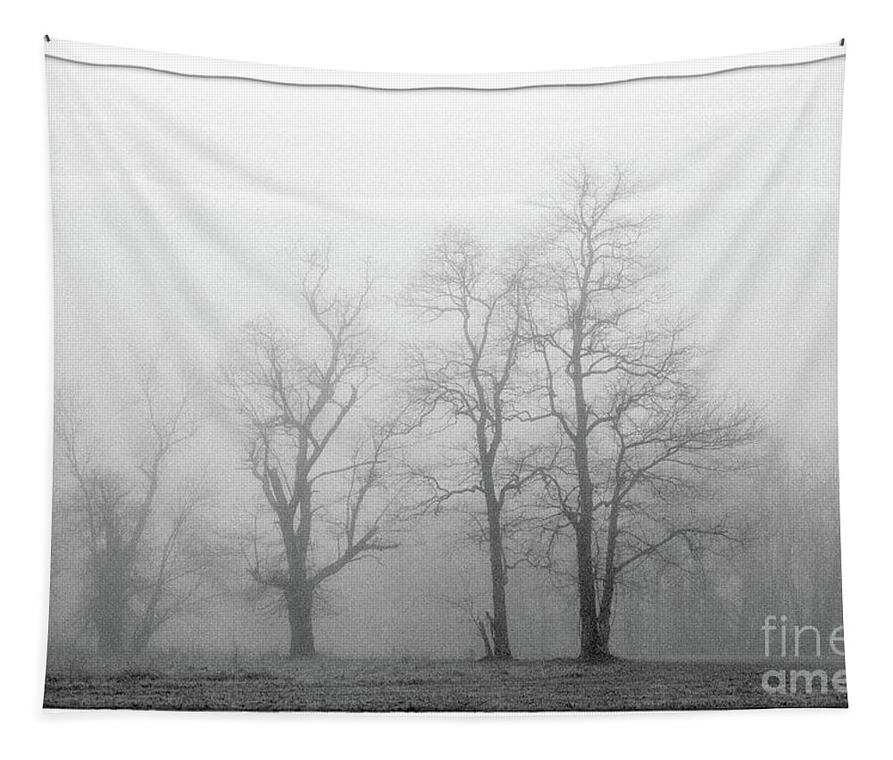 Black Tapestry featuring the photograph Fog Shrouded Trees - BWN00919 by Daniel Dempster