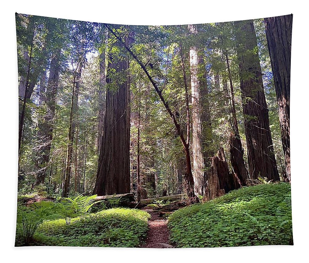Redwoods. Humboldt County. Trees Tapestry featuring the photograph Forest Bathe by Daniele Smith