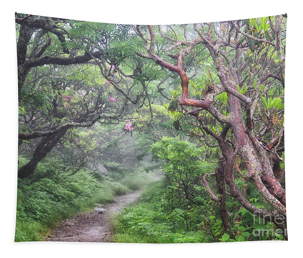 Craggy Gardens Tapestry featuring the photograph Forest Fantasy by Blaine Owens