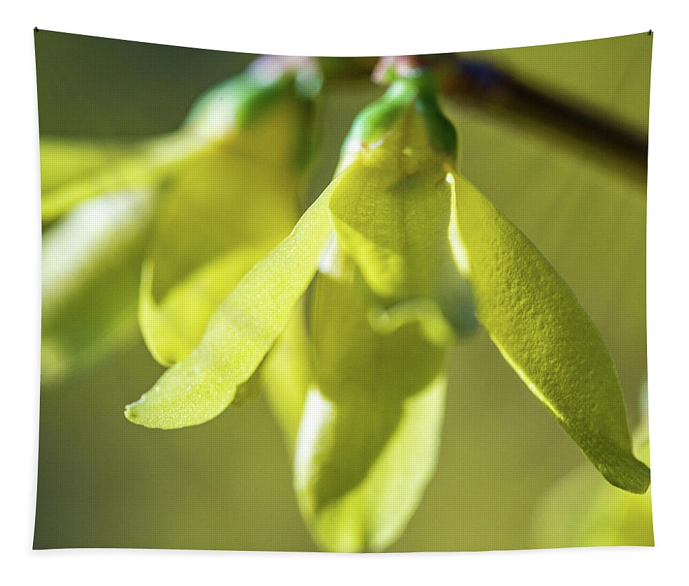 Flower Tapestry featuring the photograph Forsythia Close Up by Amelia Pearn
