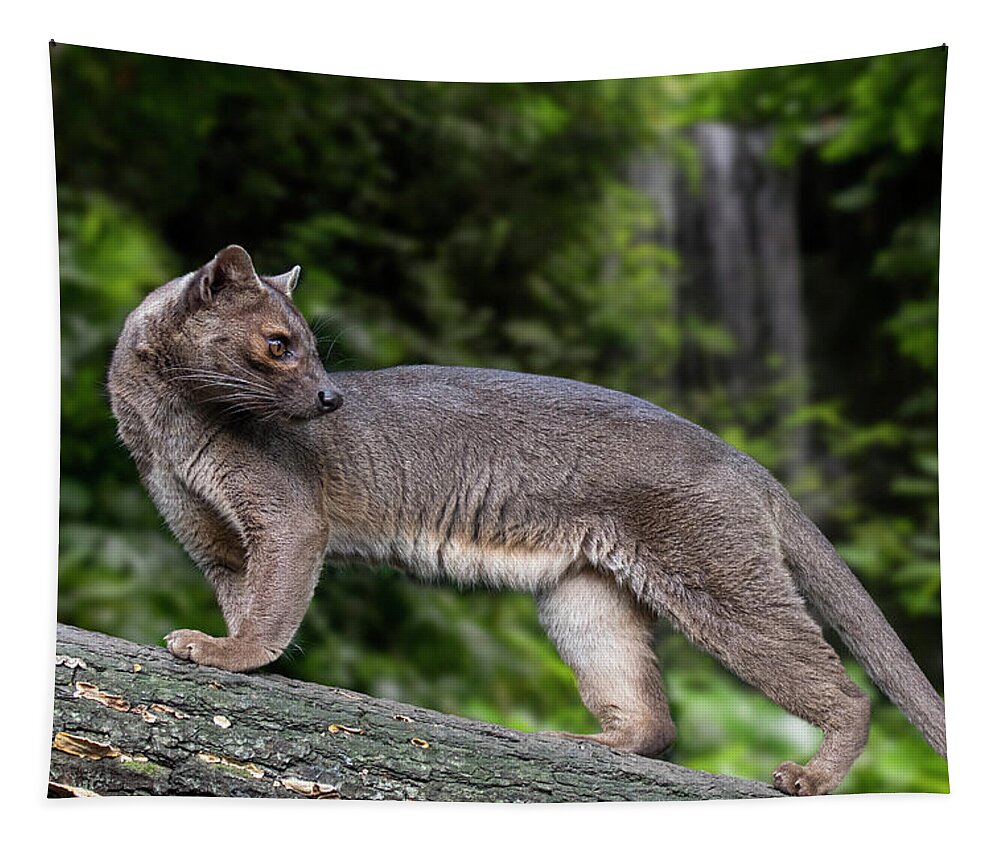 Fossa Tapestry featuring the photograph Fossa by Arterra Picture Library