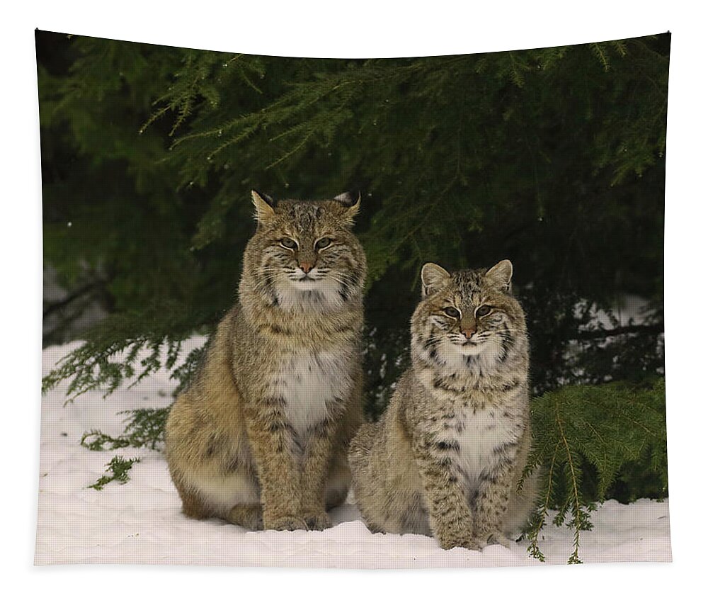 Bobcat Tapestry featuring the photograph Four eyes on me by Duane Cross
