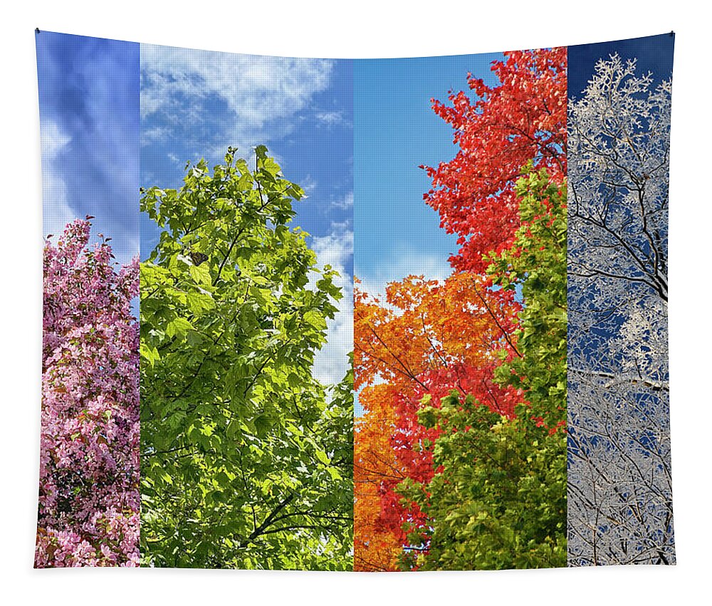 Trees Tapestry featuring the photograph Four Seasons of Beauty by Jill Love