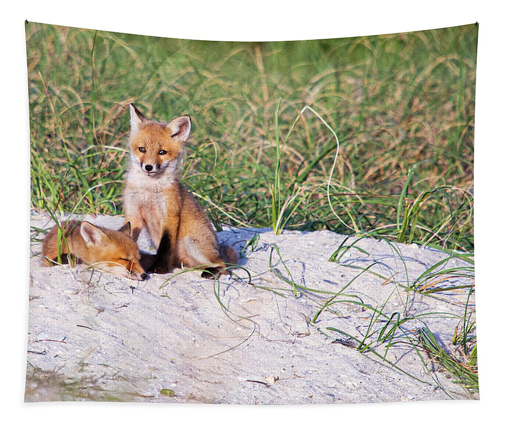 Red Fox Tapestry featuring the photograph Fox Kits on the Crystal Coast of North Carolina by Bob Decker