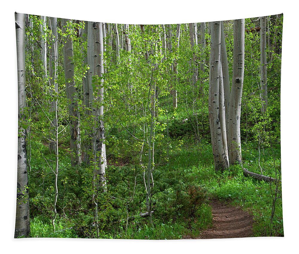 Forest Tapestry featuring the photograph Fresh Spring Aspen Forest by Cascade Colors