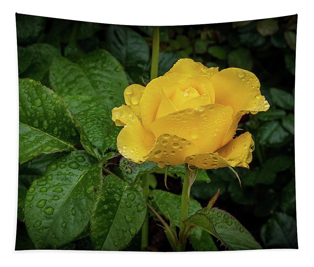 Rose Tapestry featuring the photograph Fresh Yellow Rose by Stephen Sloan