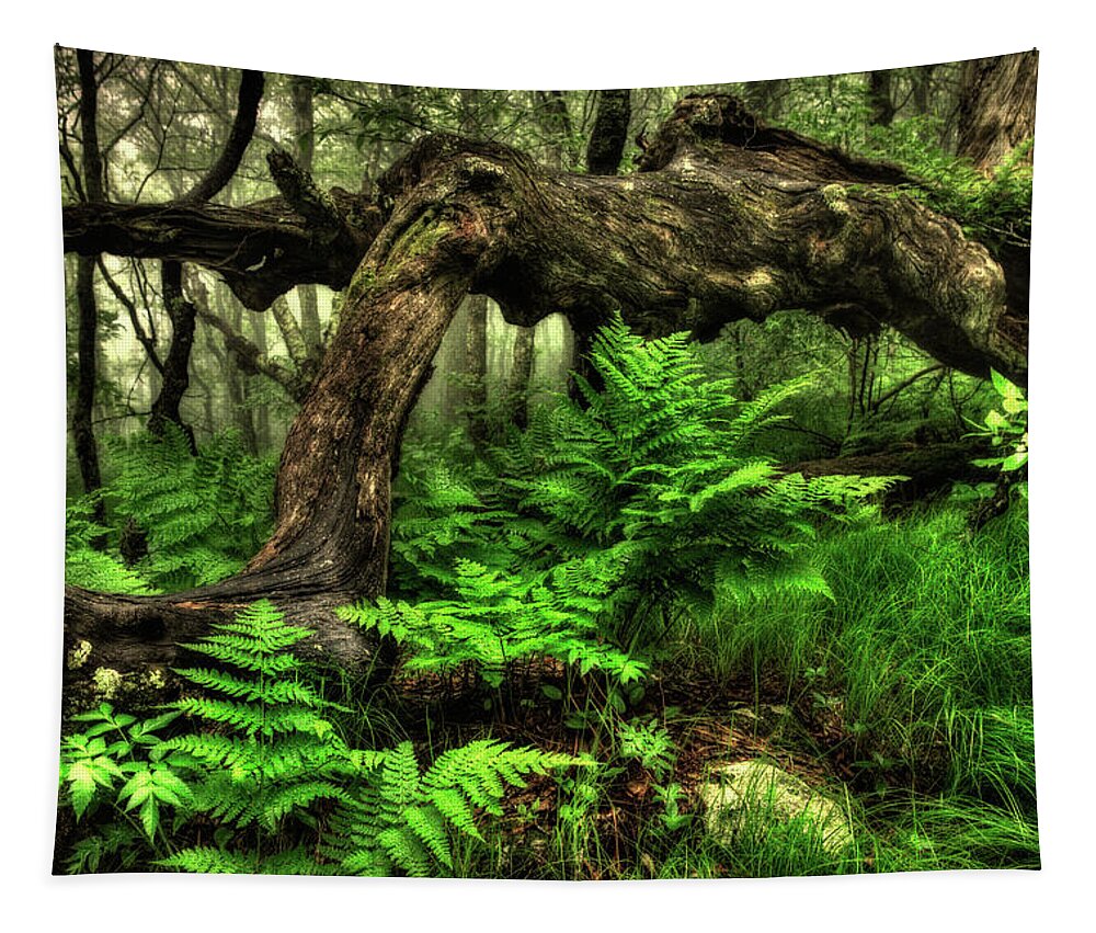 North Carolina Tapestry featuring the photograph Friends With the Ferns by Dan Carmichael