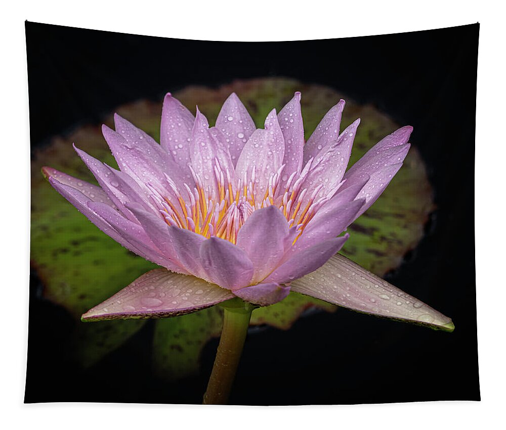 Summer Tapestry featuring the photograph Front and back. by Usha Peddamatham