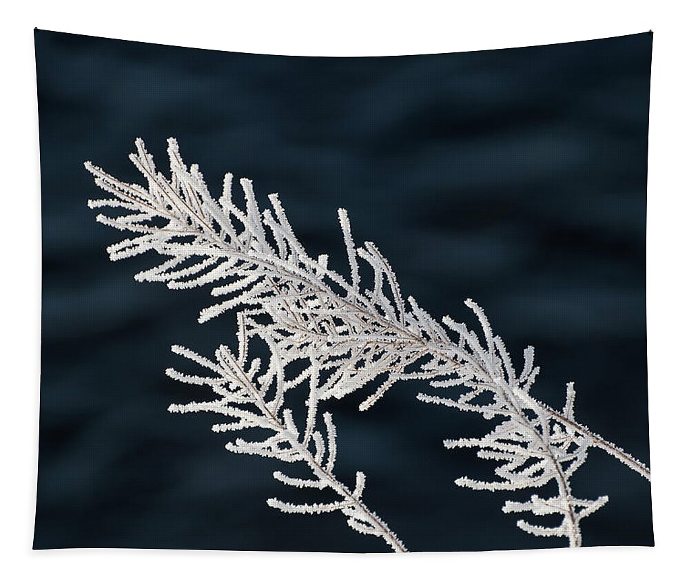 Frost Tapestry featuring the photograph Frost Covered Grasses by Linda Villers