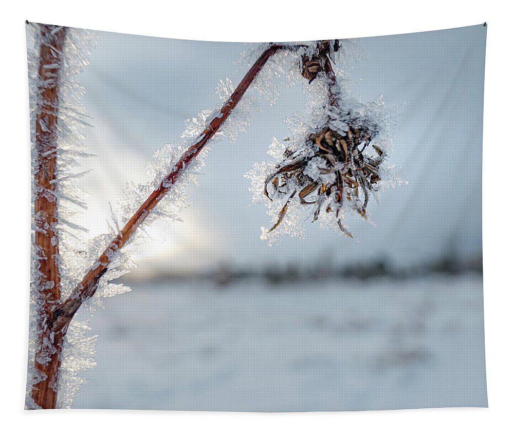 Frost Tapestry featuring the photograph Frost On A Winter Annual by Karen Rispin