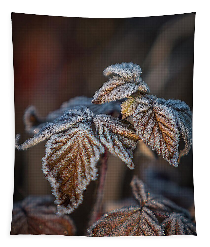 Leaves Tapestry featuring the photograph Frosted Bronze Leaves by Patti Deters
