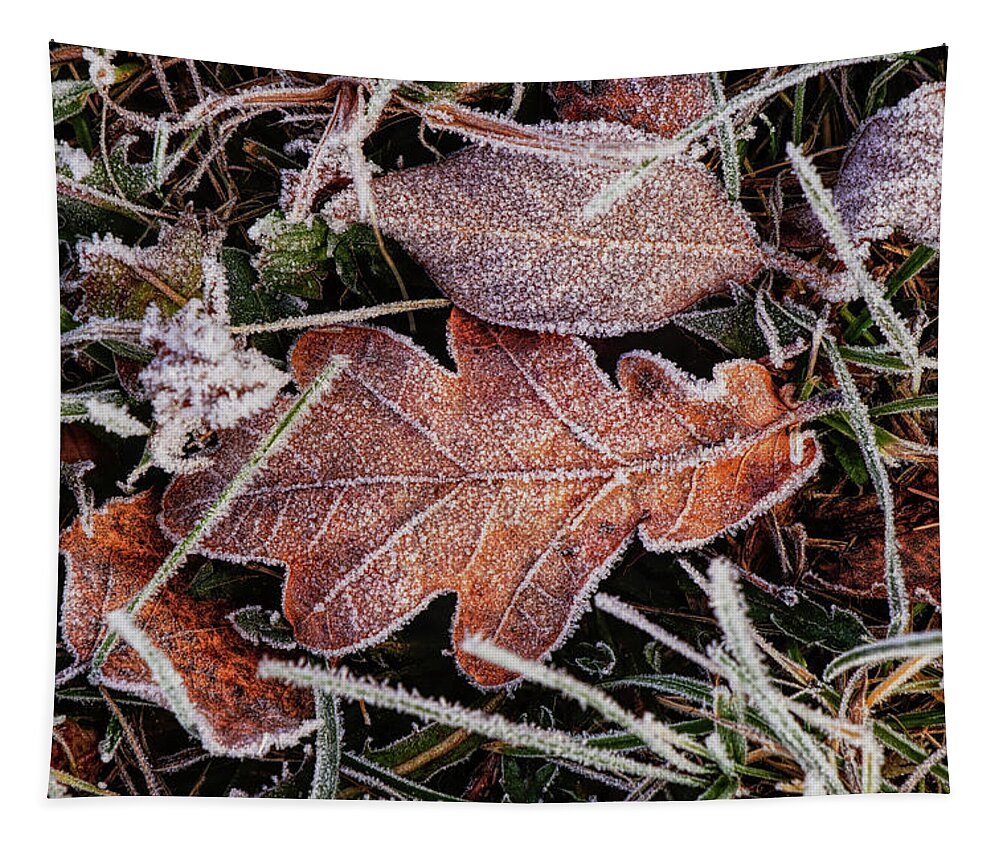 Multicolored Tapestry featuring the photograph Frozen colorful marple leaf lies in field, wild grass, at winter times. December is coming. Grandpa Frost hits with full force on landscape. Piece of magic in real time by Vaclav Sonnek