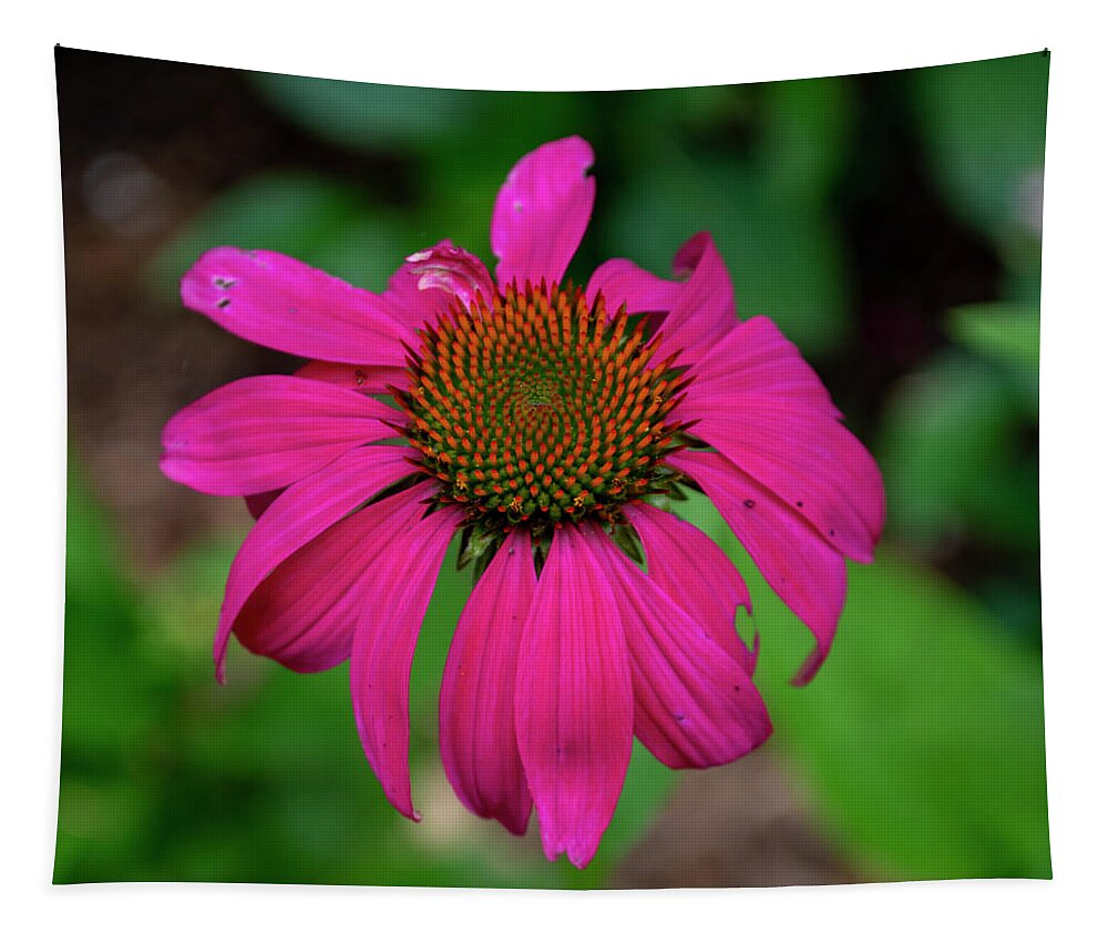 Coneflower Tapestry featuring the photograph Fuchsia Coneflower by Lisa Blake