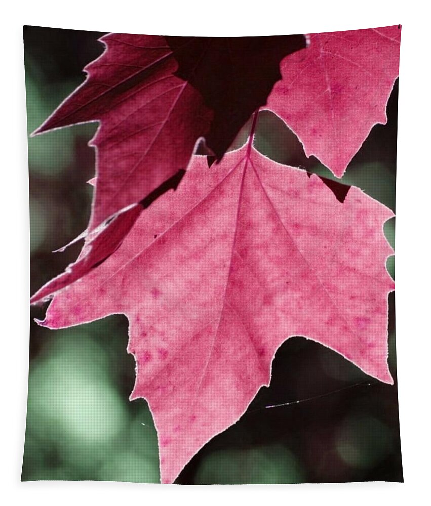 Art Tapestry featuring the photograph FULLES Autumn by Auranatura Art