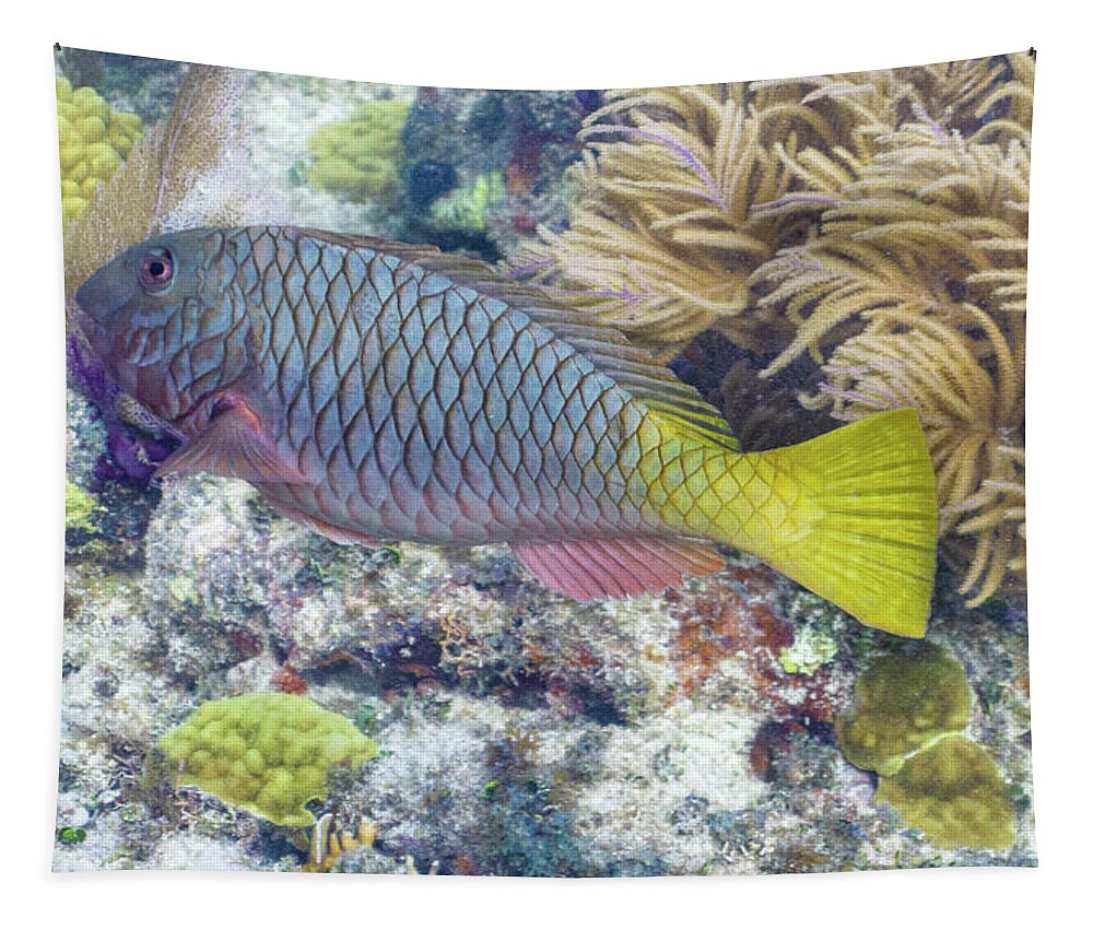 Fish Tapestry featuring the photograph Fully Armored by Lynne Browne