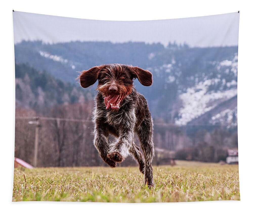 Bohemian Wire Tapestry featuring the photograph Fun face. Hound- Bohemian Wire Haired Pointing Griffon by Vaclav Sonnek