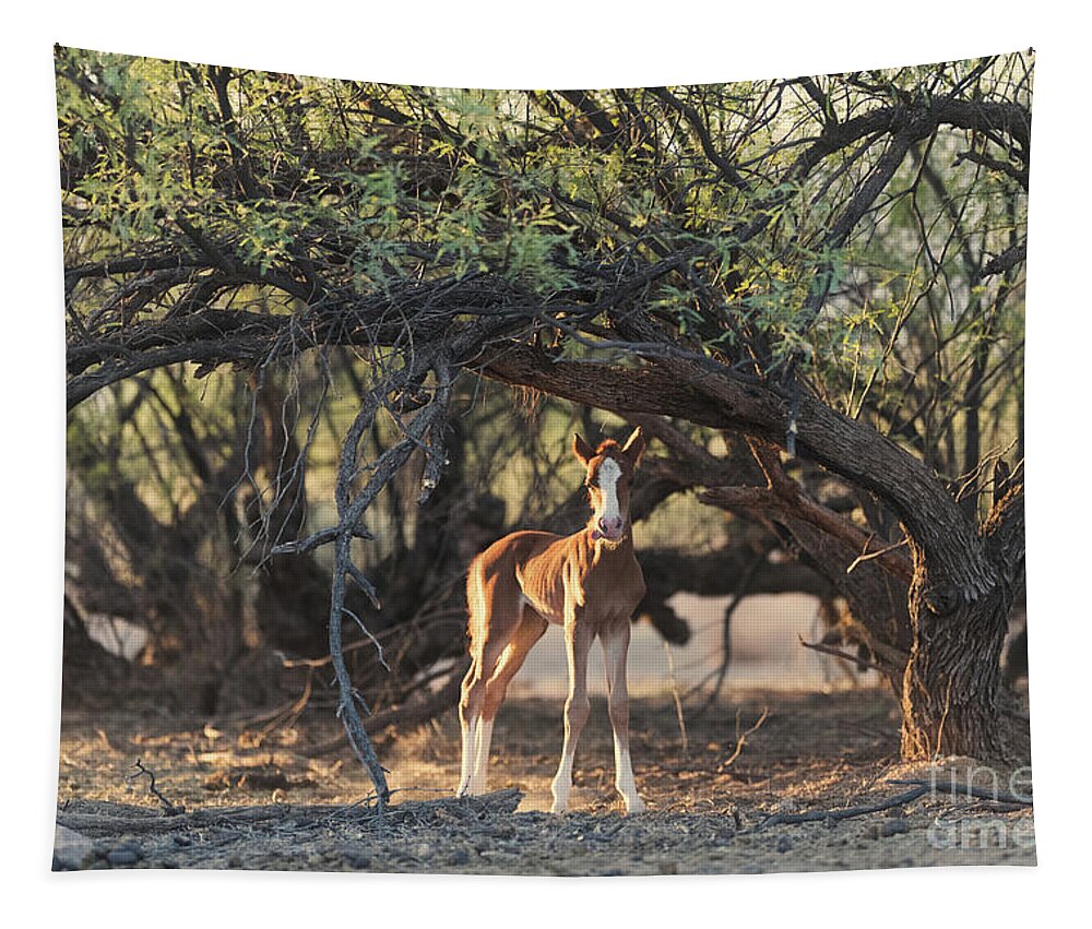Cute Foal Tapestry featuring the photograph Funny Face by Shannon Hastings